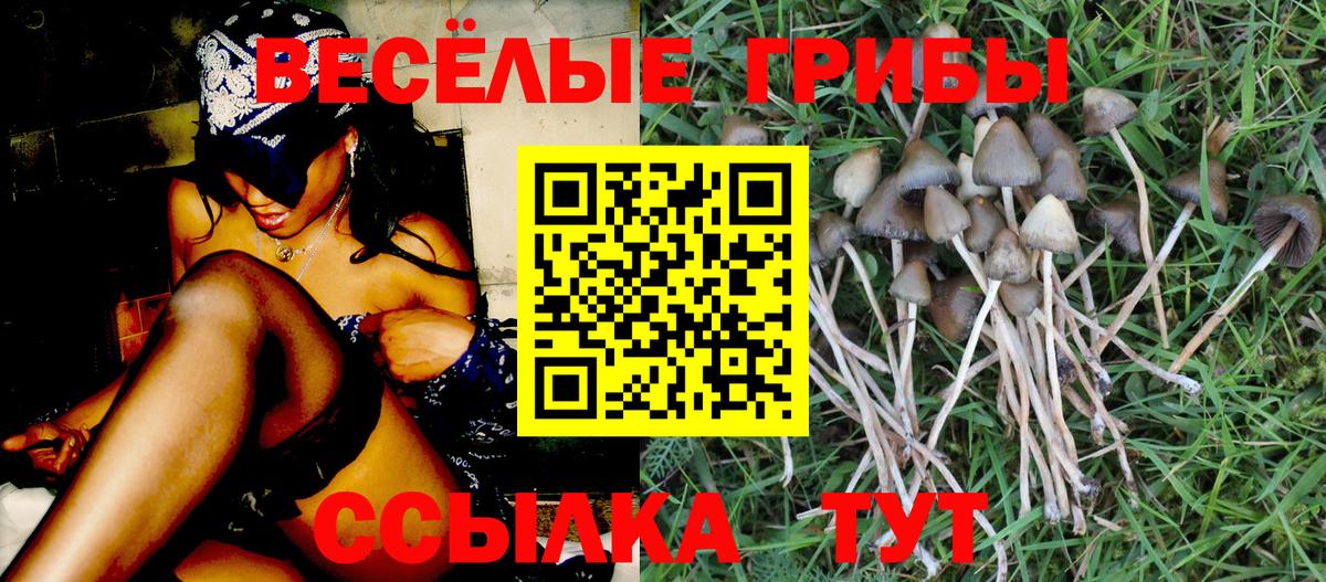 Галлюциногенные грибы Psilocybine cubensis  Вход с VPN  сколько стоит  Шали 